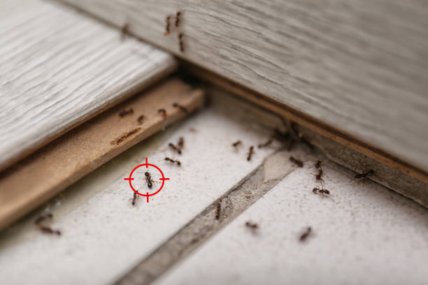 Professional Pest Control in Helena Valley West Central, MT