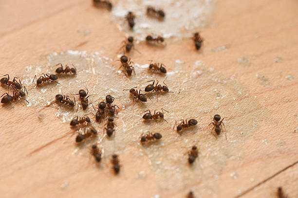 Best Bed Bug Extermination  in Helena Valley West Central, MT